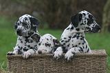 DALMATIEN 494